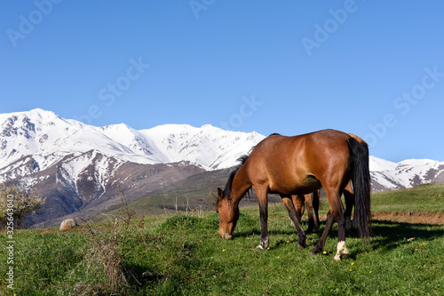 Two horses graze on background of snow-capped mountains