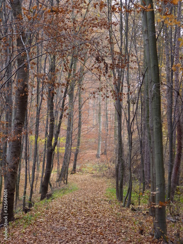 Deciduous temperate forest alley in autumn