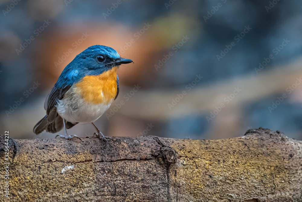 Colorful male Large Blue Flycatcher perching on a tree trunk looking into a distance Colorful male Large Blue Flycatcher perching on a tree trunk looking into a distance