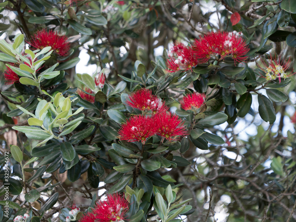 Pohutukawa flower. Christmas tree New Zealand Pohutukawa flower. Christmas tree New Zealand