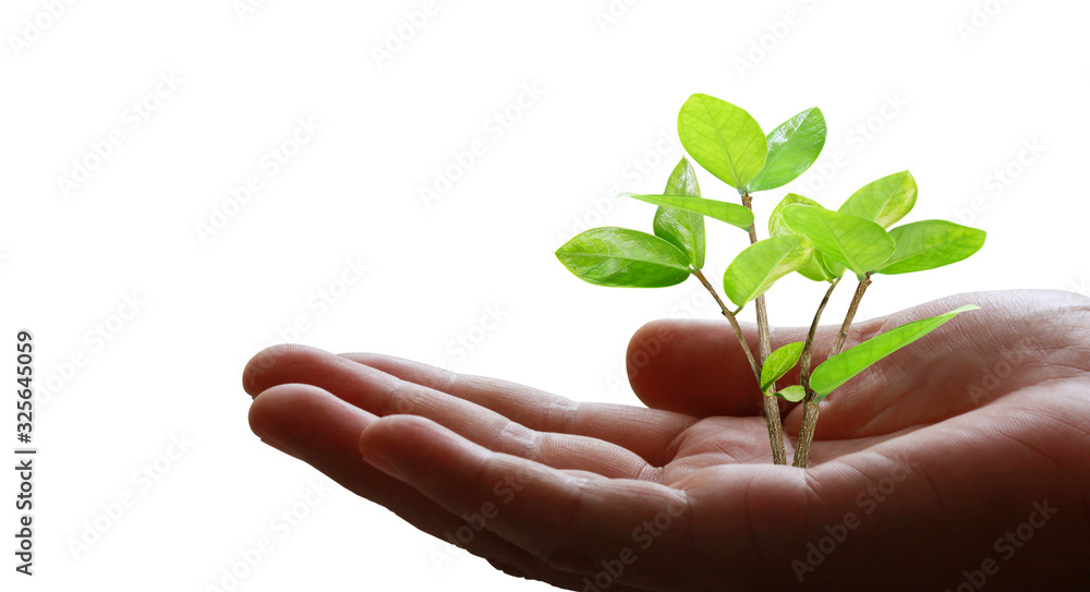 Human hands holding sprout young plant