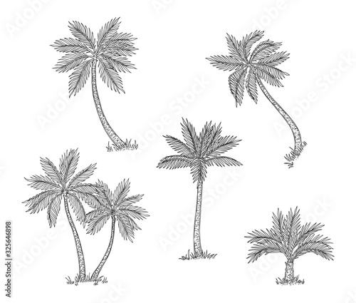 Palm trees sketch. Isolated exotic rainforest, coconut tree. Coast or beach hand drawn flora, black engraving botanical vector elements. Sketch palm tree, tropical flora, branch summer illustration