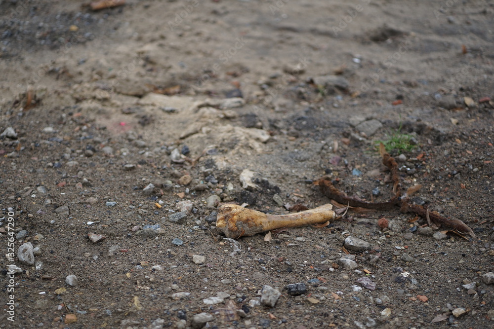 Old bone find on soil ground Old bone find on soil ground
