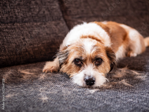 Fotografie Kleiner Jack Russel Mischling inmitten von Haaren auf einer Couch liegend, Fellp