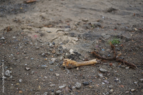 Old bone find on soil ground