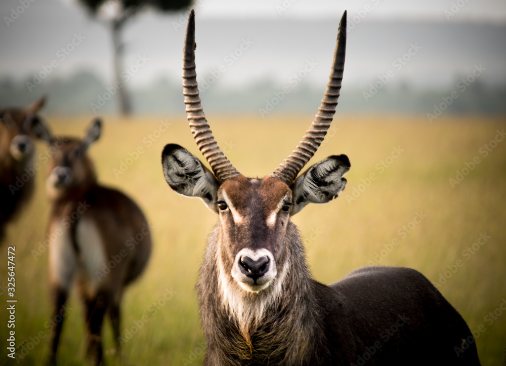 Waterbuck Waterbuck