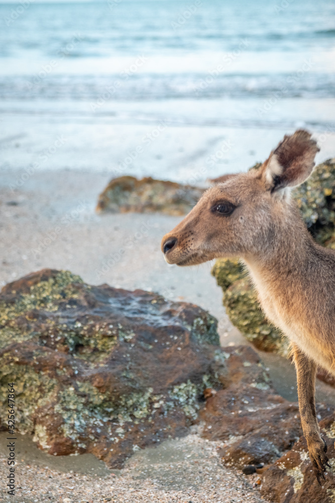 Kangaroo on a beach at Cape Hillsborough Queensland Australia Kangaroo on a beach at Cape Hillsborough Queensland Australia