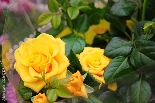 bush of decorative beautiful yellow rose