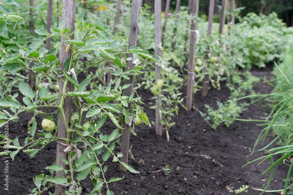 Rows of eco unripe green tomatoes growing on the garden bed Rows of eco unripe green tomatoes growing on the garden bed