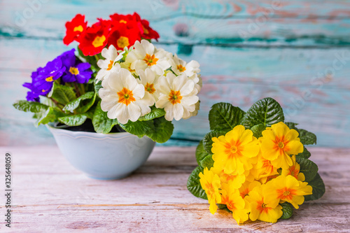 Decoration with spring primula flowers. 