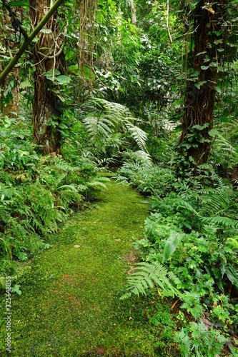 Beautiful bright fern and moss grown up cover on the floor in the evergreen forest in nature