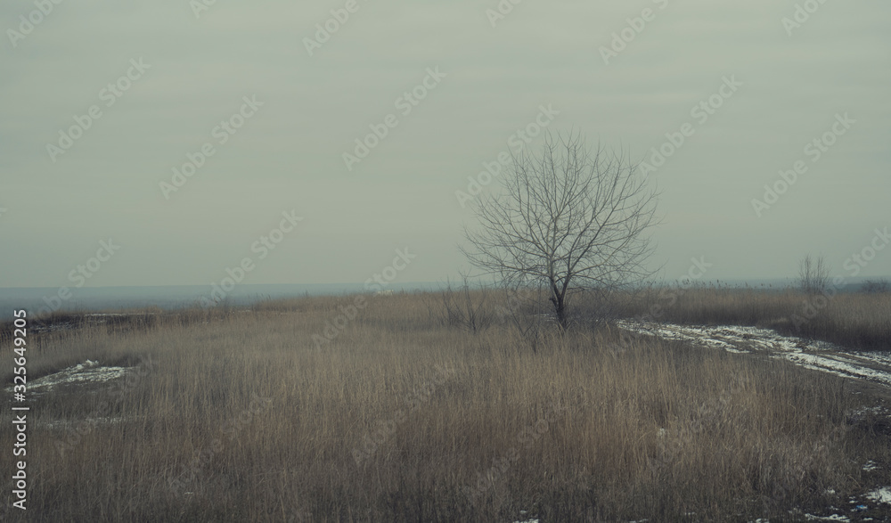 Obraz premium Lonely tree in the middle of a field, hopelessness