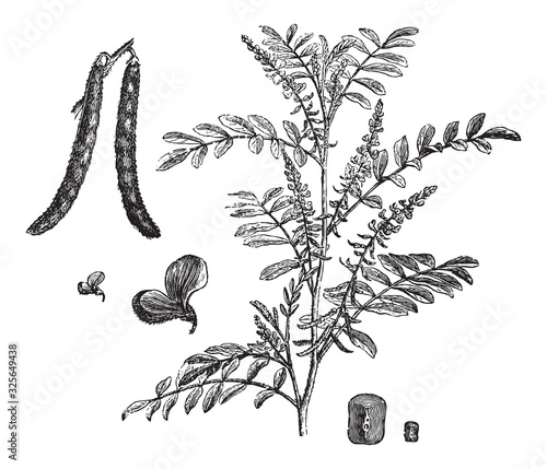 True indigo (Indigofera tinctoria) / vintage illustration from Brockhaus Konversations-Lexikon 1908
