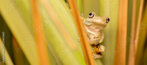 Emerald-spotted Tree Frog also known as Litoria peronii. photo