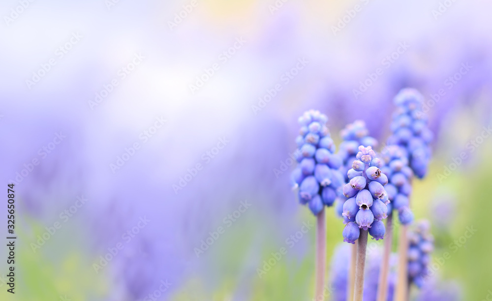 Muscari or grape hyacinth closed up beautiful nature artistic background Muscari or grape hyacinth closed up beautiful nature artistic background