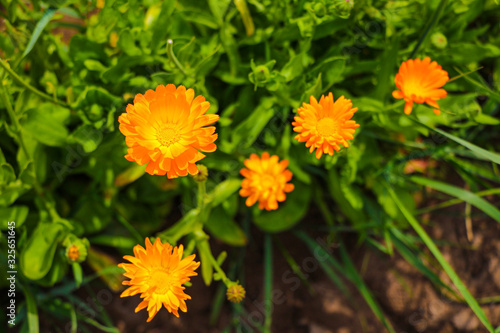 Pot Marigold in the summertime in the garden.