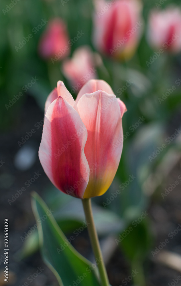 Pink tulip flower or flowering tulipa with bokeh