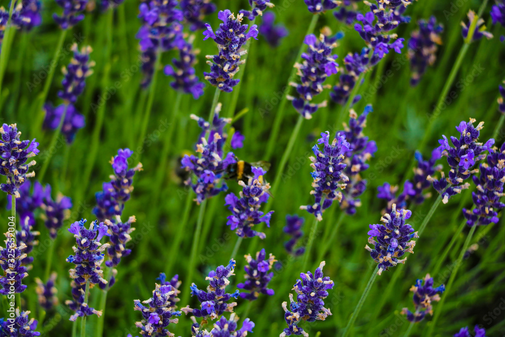 Lavender fields and macro flowers, typical Provence landscape in summer. Lavender fields and macro flowers, typical Provence landscape in summer.
