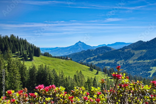 Alpenrosen, Bergblumenwiese in den Alpen