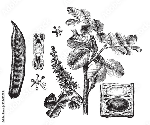 Carob (Ceratonia siliqua) / vintage illustration from Brockhaus Konversations-Lexikon 1908