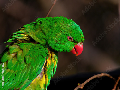 The superb parrot, Polytelis swainsonii, also known as Barraband's parrot, Barraband's parakeet, or green leek parrot.