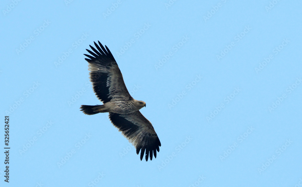 Imperial Eagle (Aquila heliaca), Crete