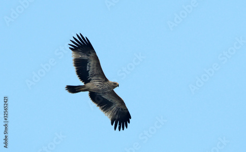 Imperial Eagle (Aquila heliaca), Crete © ASakoulis