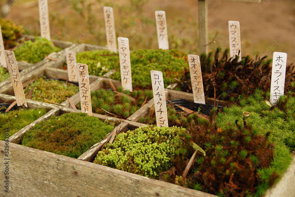 Japanese moss garden close-up