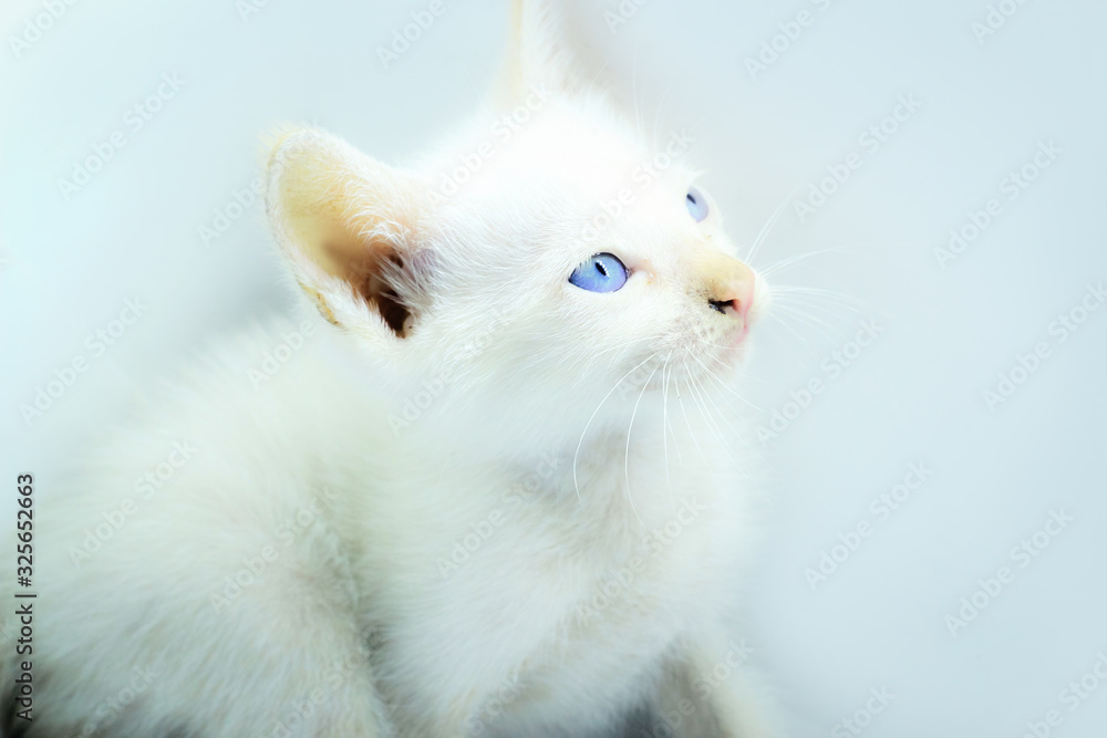 photo of a persian kitten with a soft background