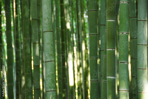 Bamboo forest close-up