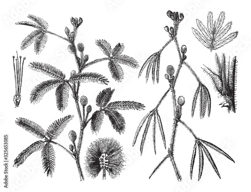 Bild auf Leinwand Sensitive plant (Mimosa pudica) / vintage illustration from Brockhaus Konversati