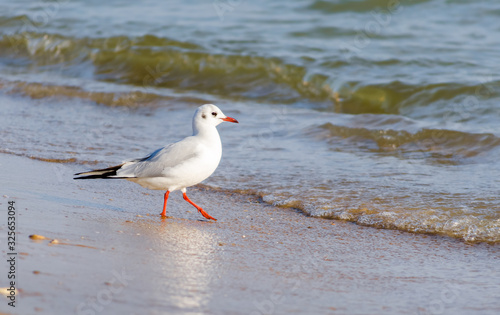 Close-up abstract white seagull goes swimming in the sea in search of fish