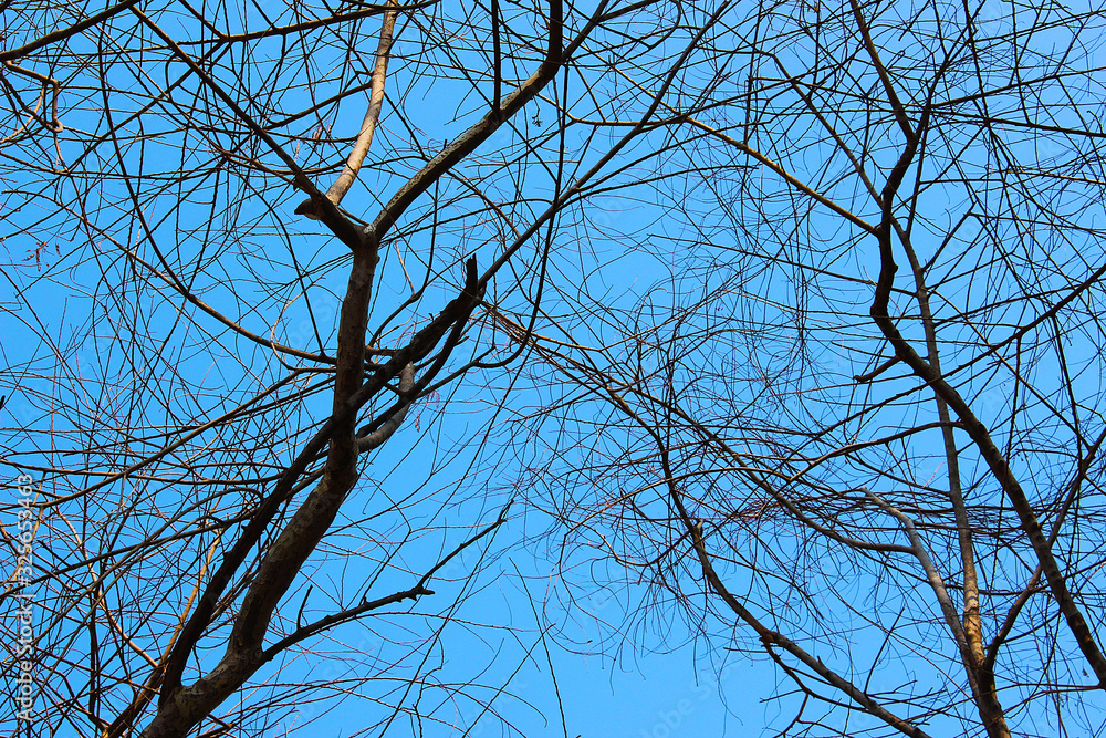 Obraz premium Dry twigs in a park at Bangkok, Thailand