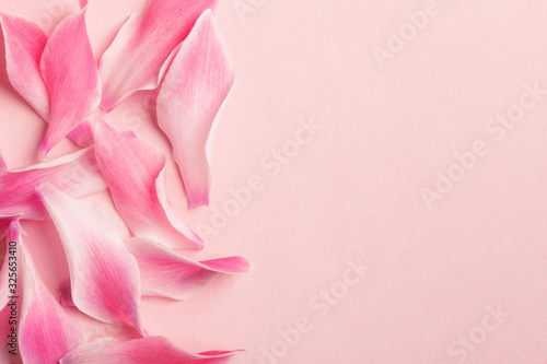 Fototapeta Naklejka Na Ścianę i Meble -  beautiful fresh pink flower petals on pastel rose background, top view, flat layout, copy space