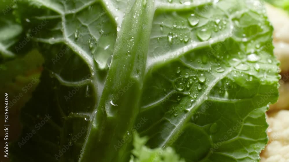 Closeup slow motion video of water droplets falling and slowly flowing down from fresh green cabbage leaves in garden. Concept of healthy nutrition and organic food. Perfect background for vegetarian Closeup slow motion video of water droplets falling and slowly flowing down from fresh green cabbage leaves in garden. Concept of healthy nutrition and organic food. Perfect background for vegetarian