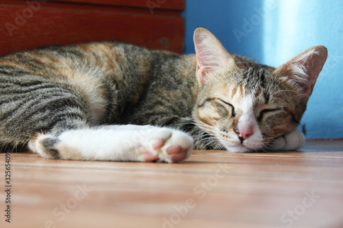 Tricolor tabby cat is sleeping on the floor.
