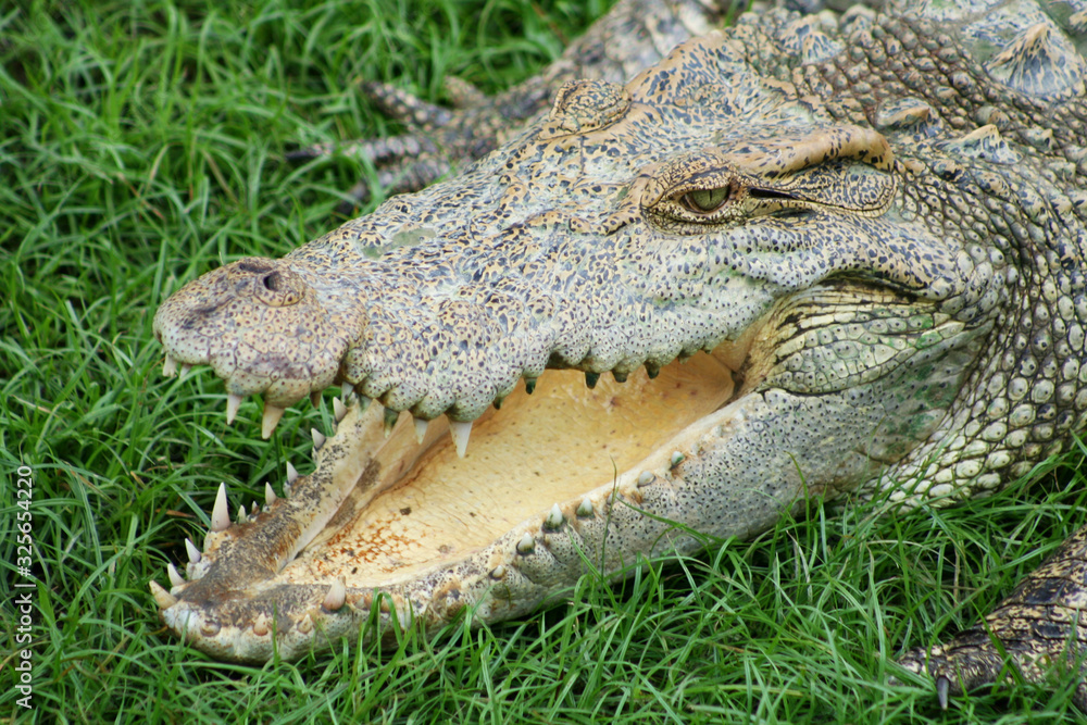 Fototapeta premium Close up view of freshwater crocodile opened its mouth to control body temperature lying on a green grass.