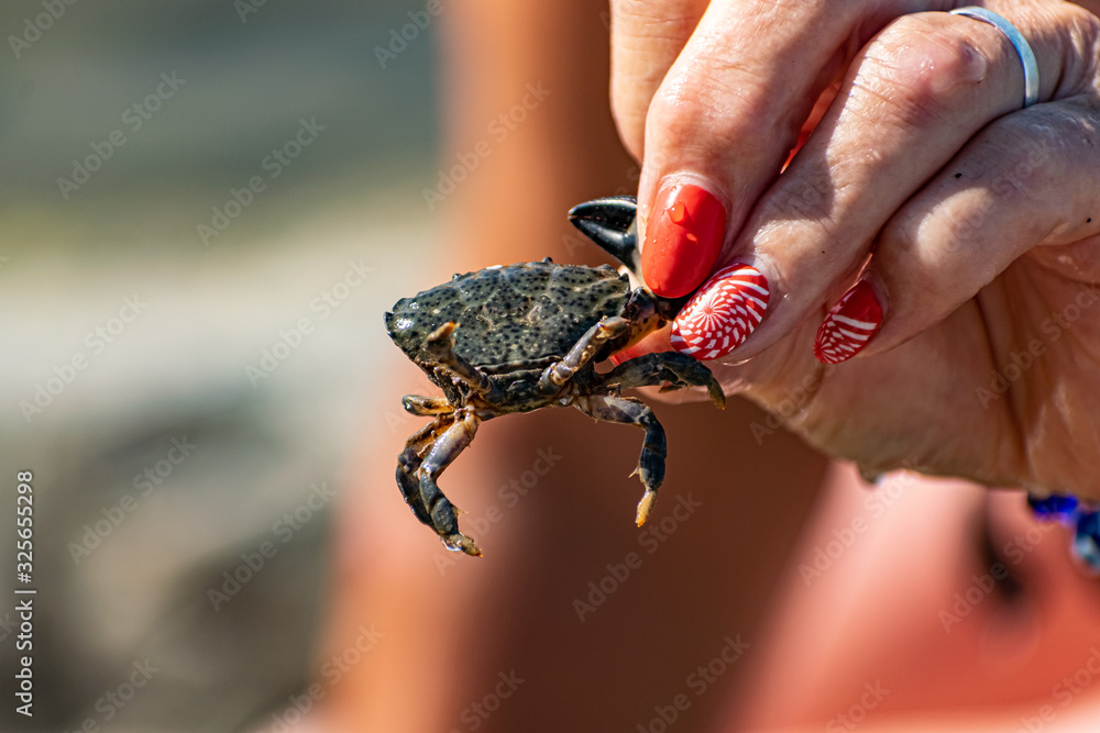 A small black sea crab in a woman's hand with a red manicure. Tentacles and claws are dark green in sunlight
