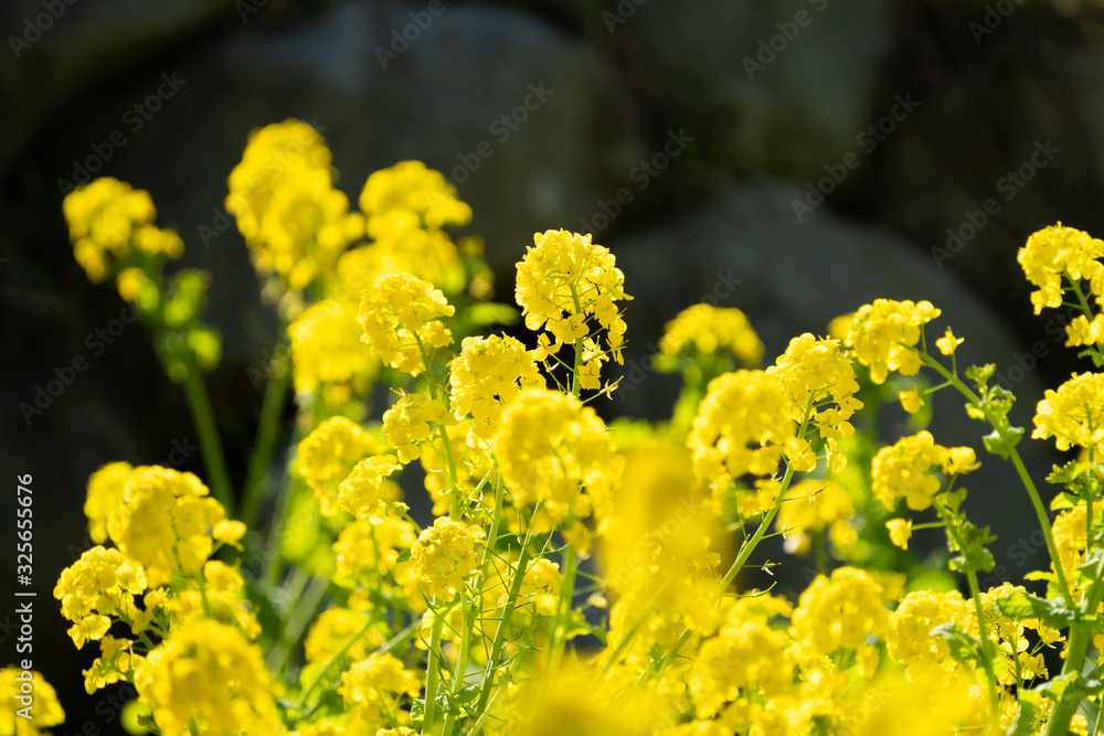 Obraz premium 菜の花