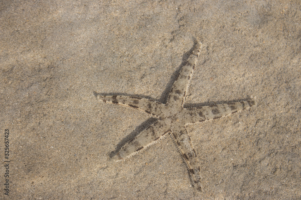 Starfish under water surface. Sea star on sand. Marine life. Wildlife in Philippines, Palawan. Starfish close up. Tropical nature. Starfish under water surface. Sea star on sand. Marine life. Wildlife in Philippines, Palawan. Starfish close up. Tropical nature.