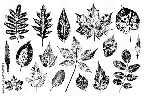 Set of leaf stamps. Autumn leaves of trees and bushes on white background. Overlay template. Vector illustration