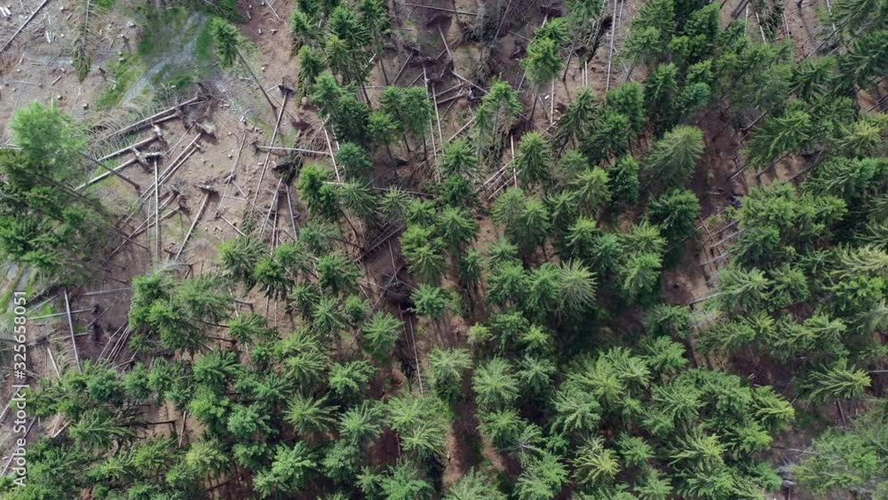 forest_calamity forest_calamity