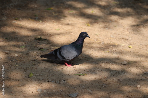 A dove in shadow in desert