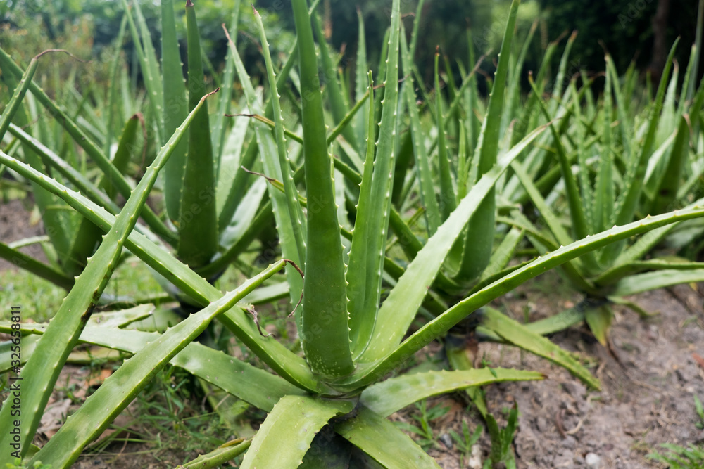 Fototapeta premium Aloe Vera Plant The herb has many medicinal properties. Helps to treat various diseases well. It is native to the Mediterranean and southern Africa.