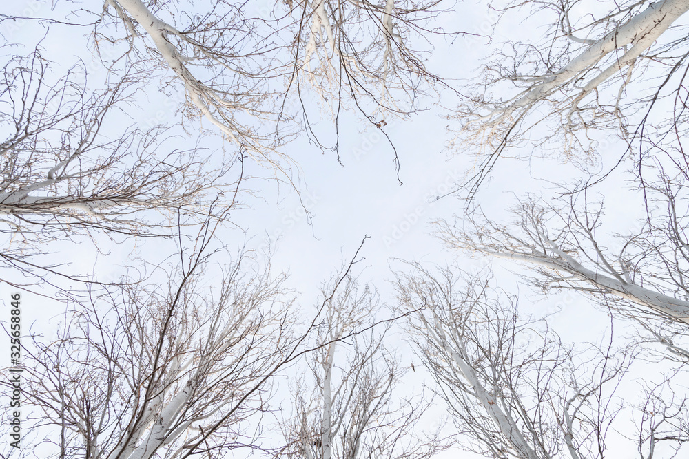 treetops without leaves seen from below