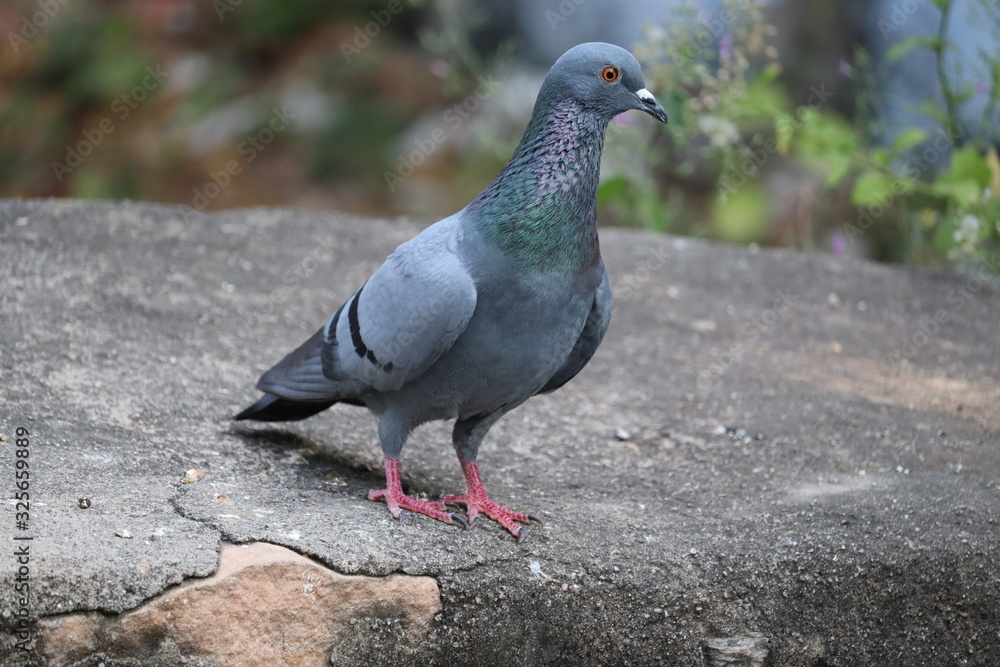 natural light in pigeon