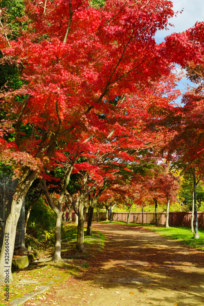 Naklejka premium 真っ赤に紅葉するイロハモミジ