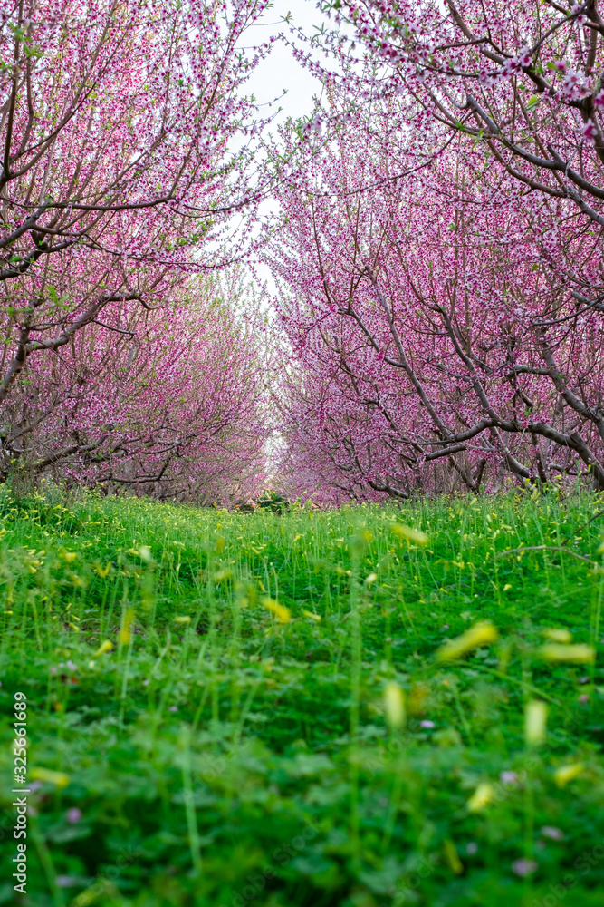 Fototapeta premium Beautiful floral background with blooming almonds.