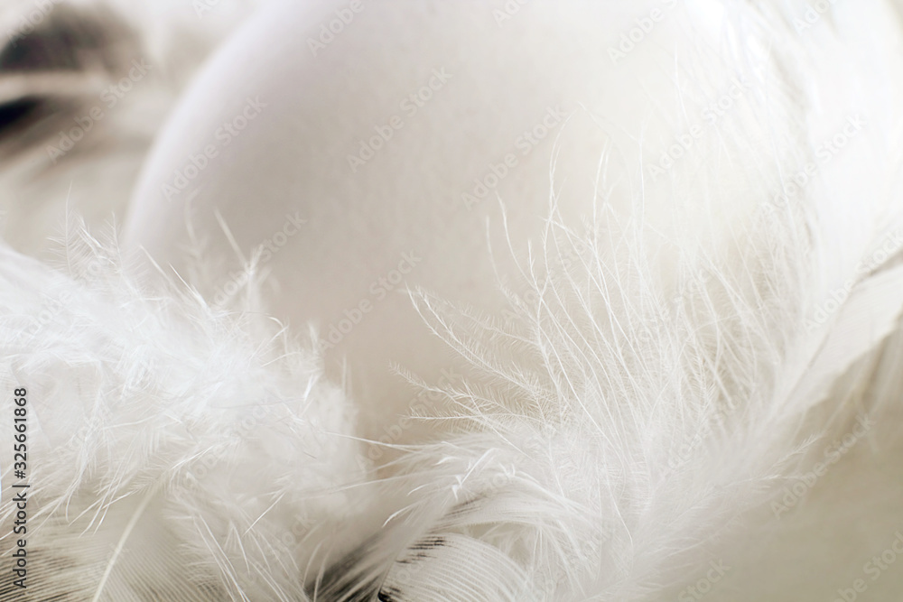 White natural egg and white feathers. Monochrome, minimal, macro photo. Happy easter concept. White natural egg and white feathers. Monochrome, minimal, macro photo. Happy easter concept.