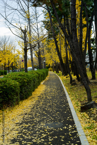 秋・黄葉する銀杏並木と落葉の風景 千里ぎんなん通り
